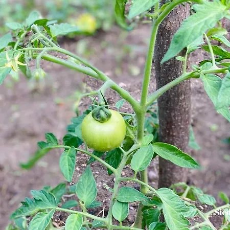 Siedlisko żywe Kamienie * Naguszewo